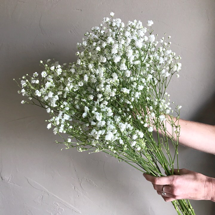 Baby's Breath